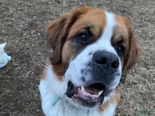 Saint Bernard dogs Saint Bernard - Ad 2