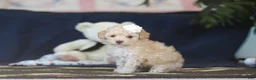 Toy Poodle dogs for sale: Betsy - Ad 6