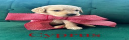 Goldendoodle dogs for sale: Cyprus - Ad 4