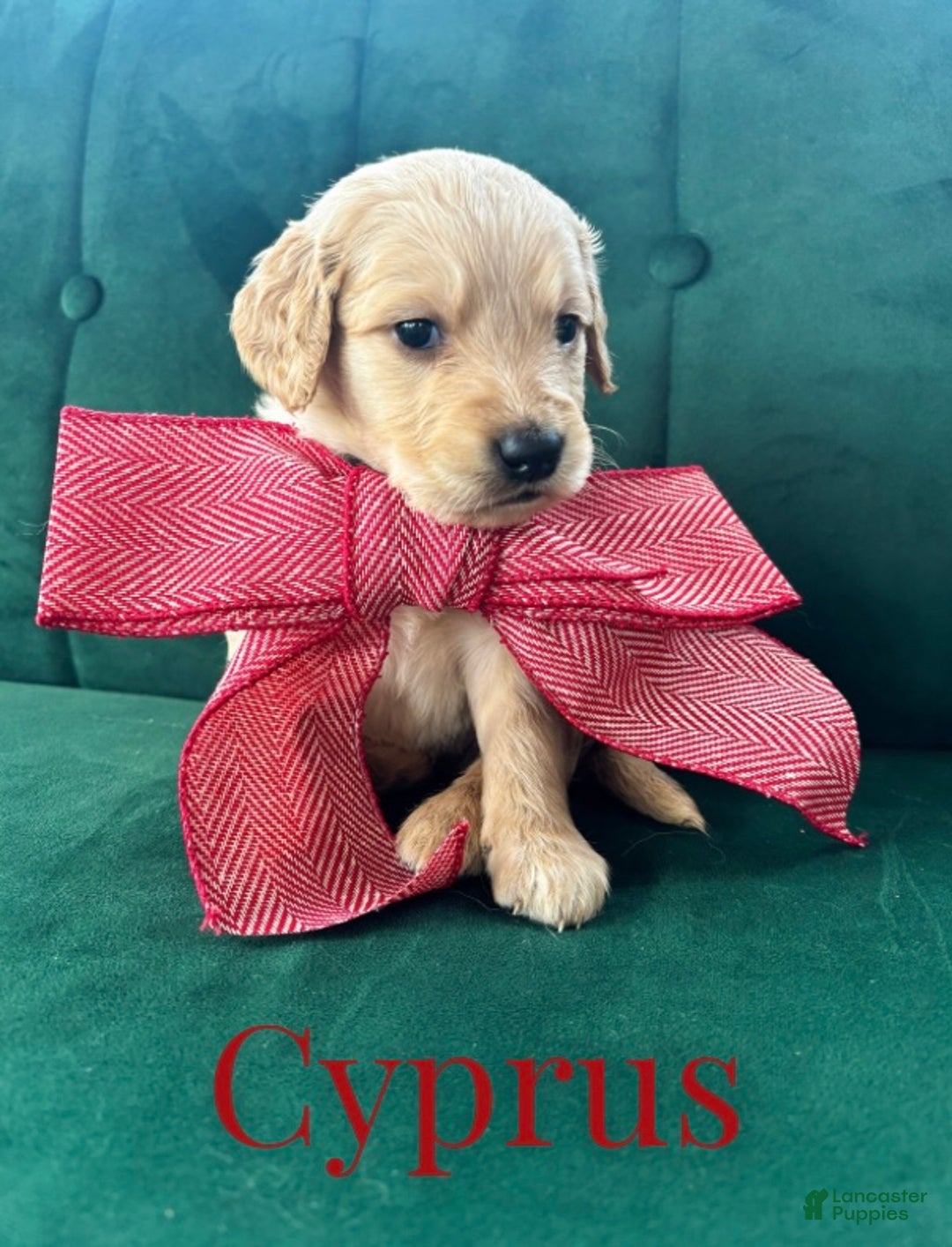 Goldendoodle dogs for sale: Cyprus - Ad 4