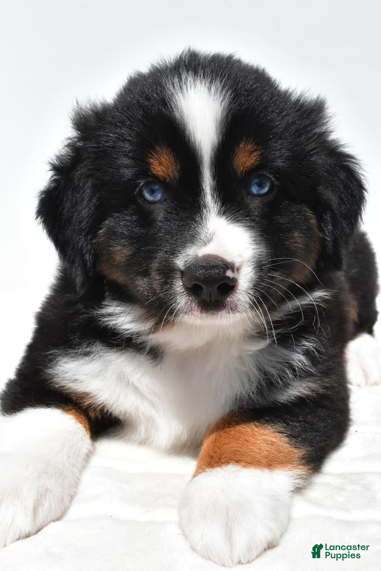 Miniature Australian Shepherd dogs Smokey - Ad 2
