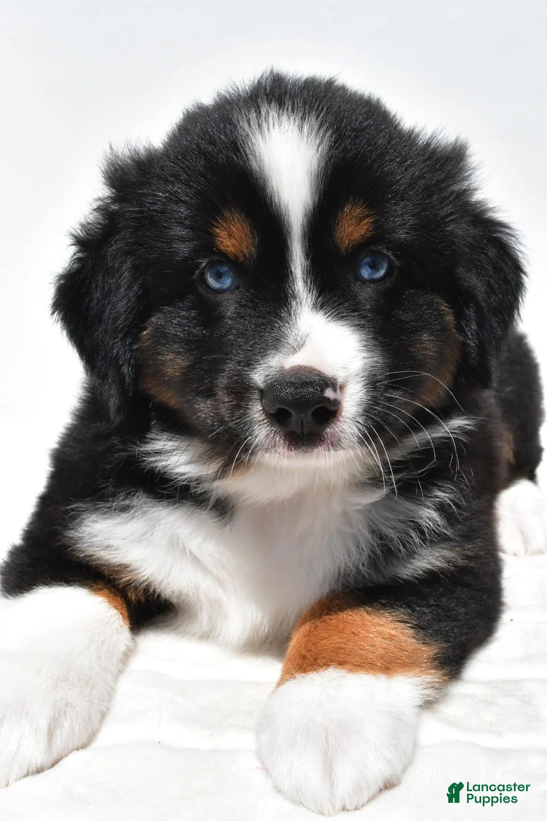 Miniature Australian Shepherd dogs for sale: Smokey - Ad 2