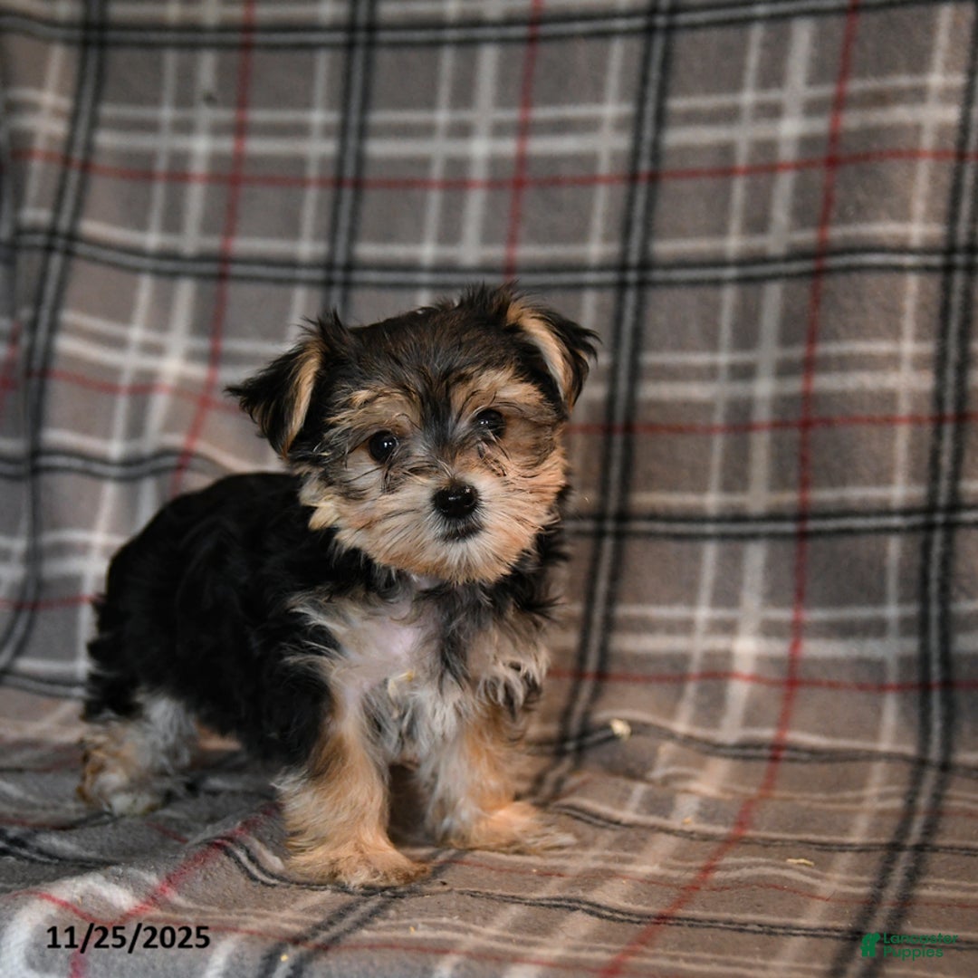 Morkie dogs for sale: Eve - Ad 3