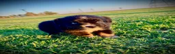 Miniature Australian Shepherd dogs for sale: Yankee - Ad 4