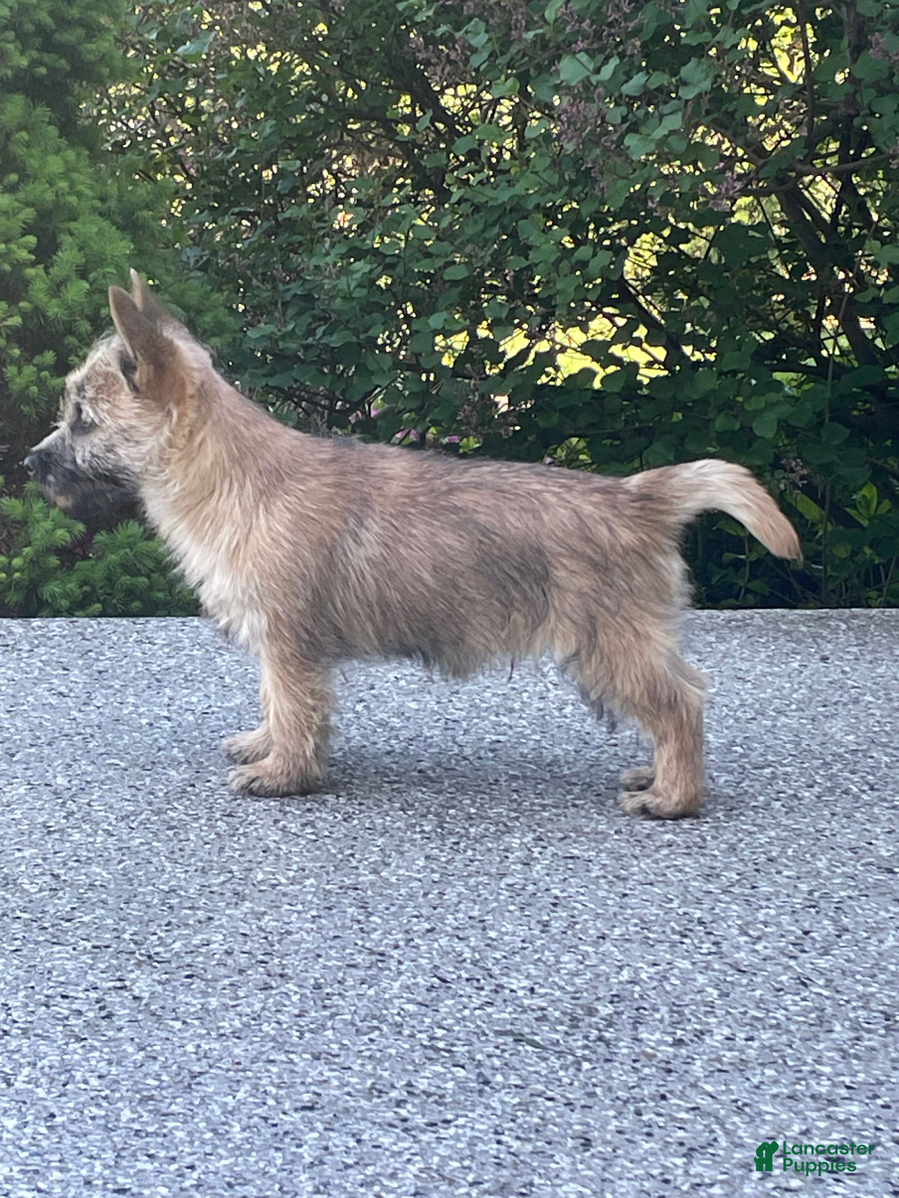 Cairn Terrier dogs  Sparky - Ad 2