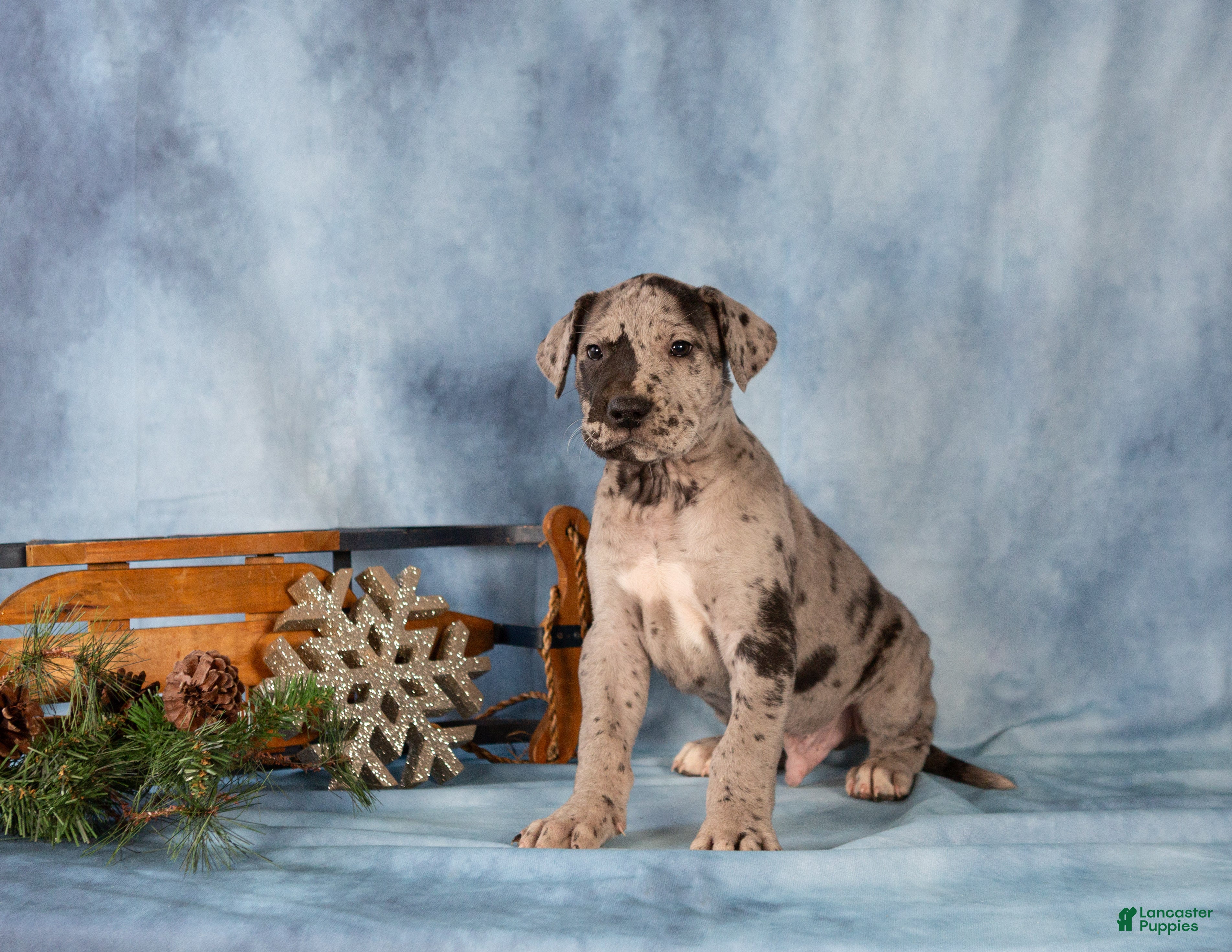 Great Dane dogs Dexter - Ad 10