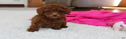 Toy Poodle dogs for sale: Mia - Ad 20