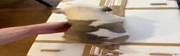 American Bully dogs for sale: American Bully 2 - Ad 2