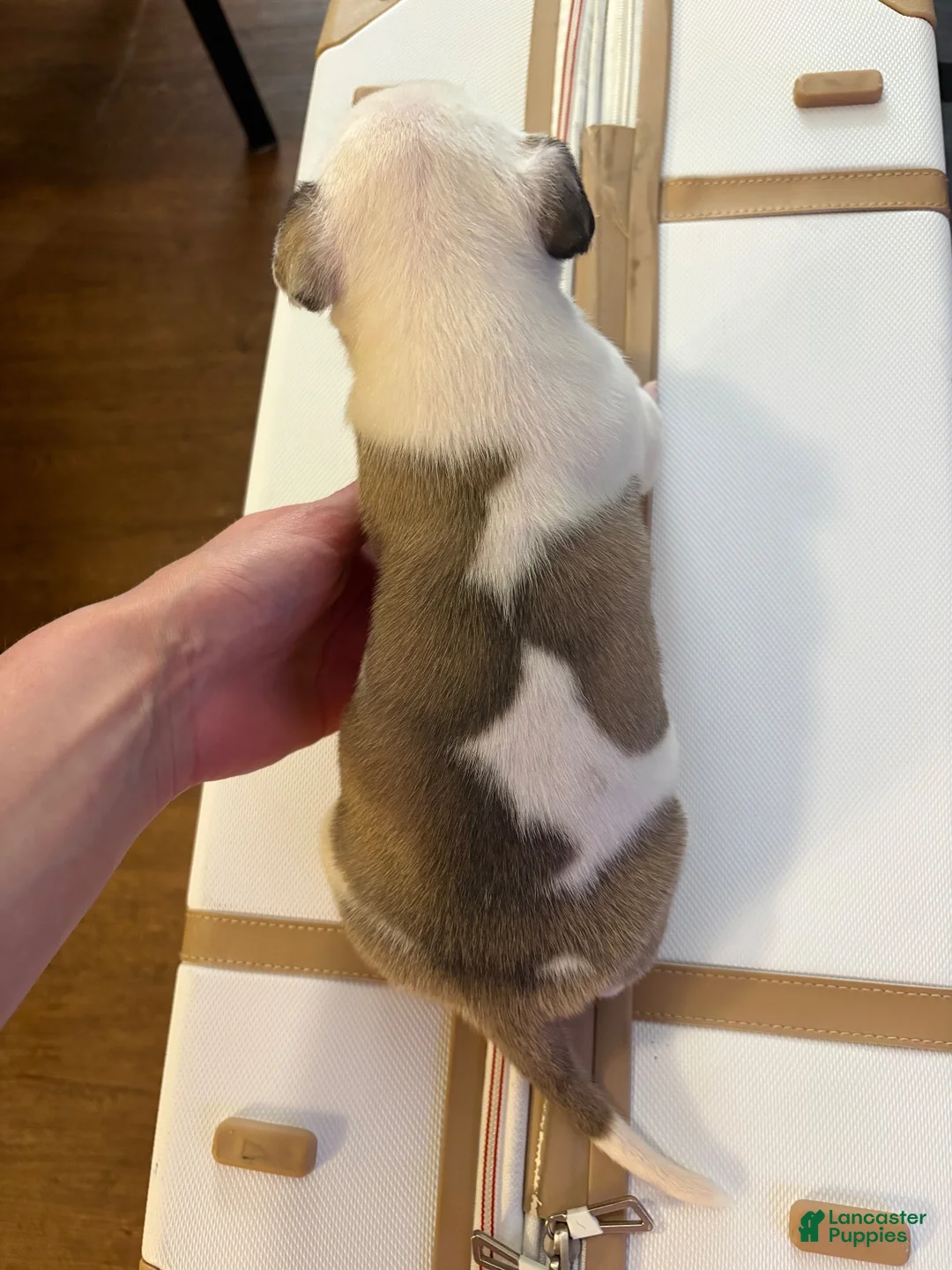 American Bully dogs for sale: American Bully 2 - Ad 2