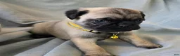 Pug dogs for sale: Daniel - Ad 3