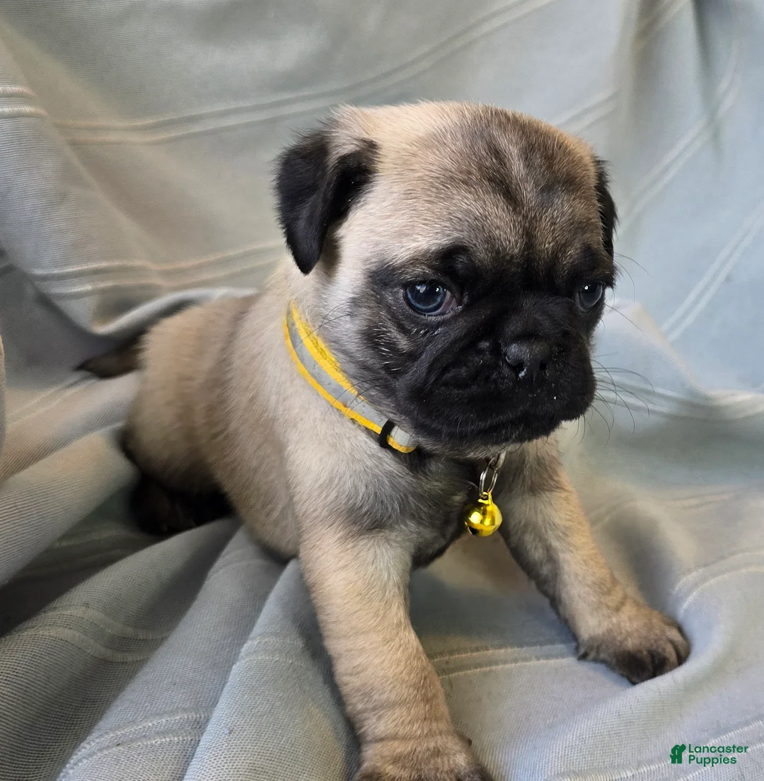 Pug dogs for sale: Daniel - Ad 3