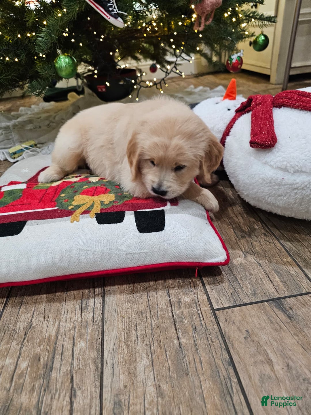 Golden Retriever dogs for sale: Golden Retriever Puppy 6 - Ad 13