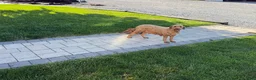 Goldendoodle dogs for sale: Tasha - Ad 14