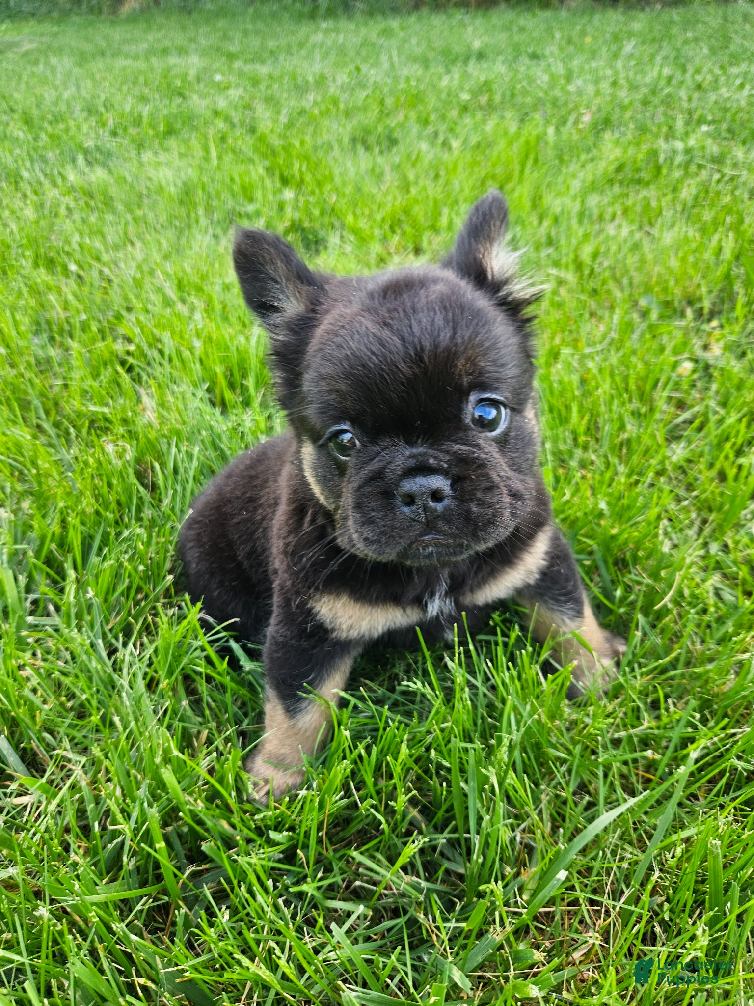 French Bulldog dogs Junior - Ad 1