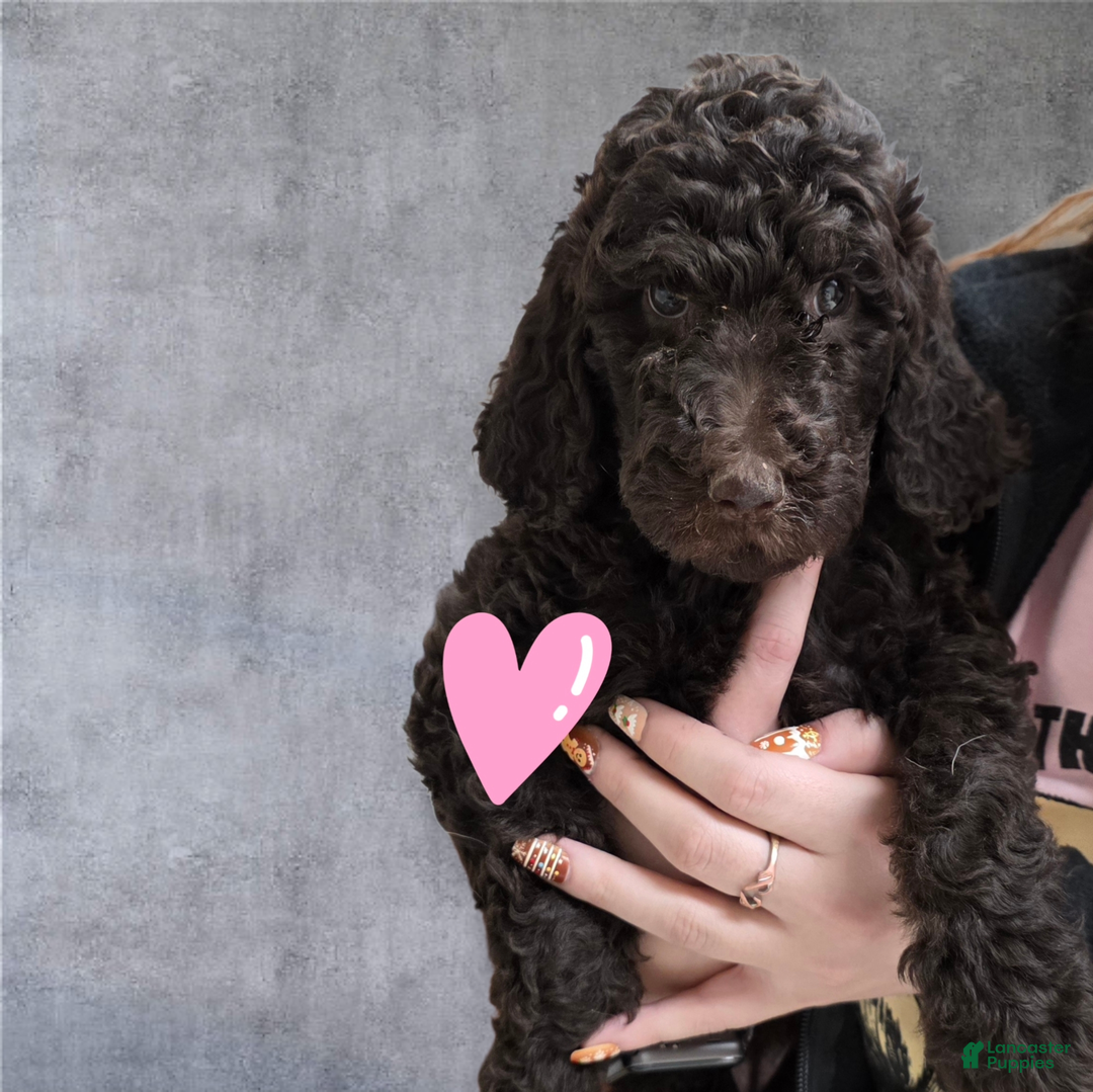 Standard Poodle dogs for sale: Standard Poodle Puppy 6 - Ad 1