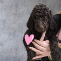 Standard Poodle Puppy 6