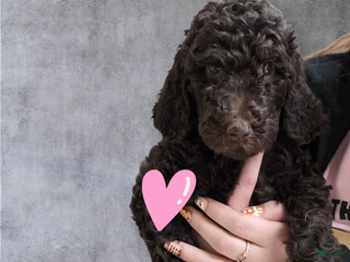 Standard Poodle dogs Standard Poodle Puppy 6 - Ad 3