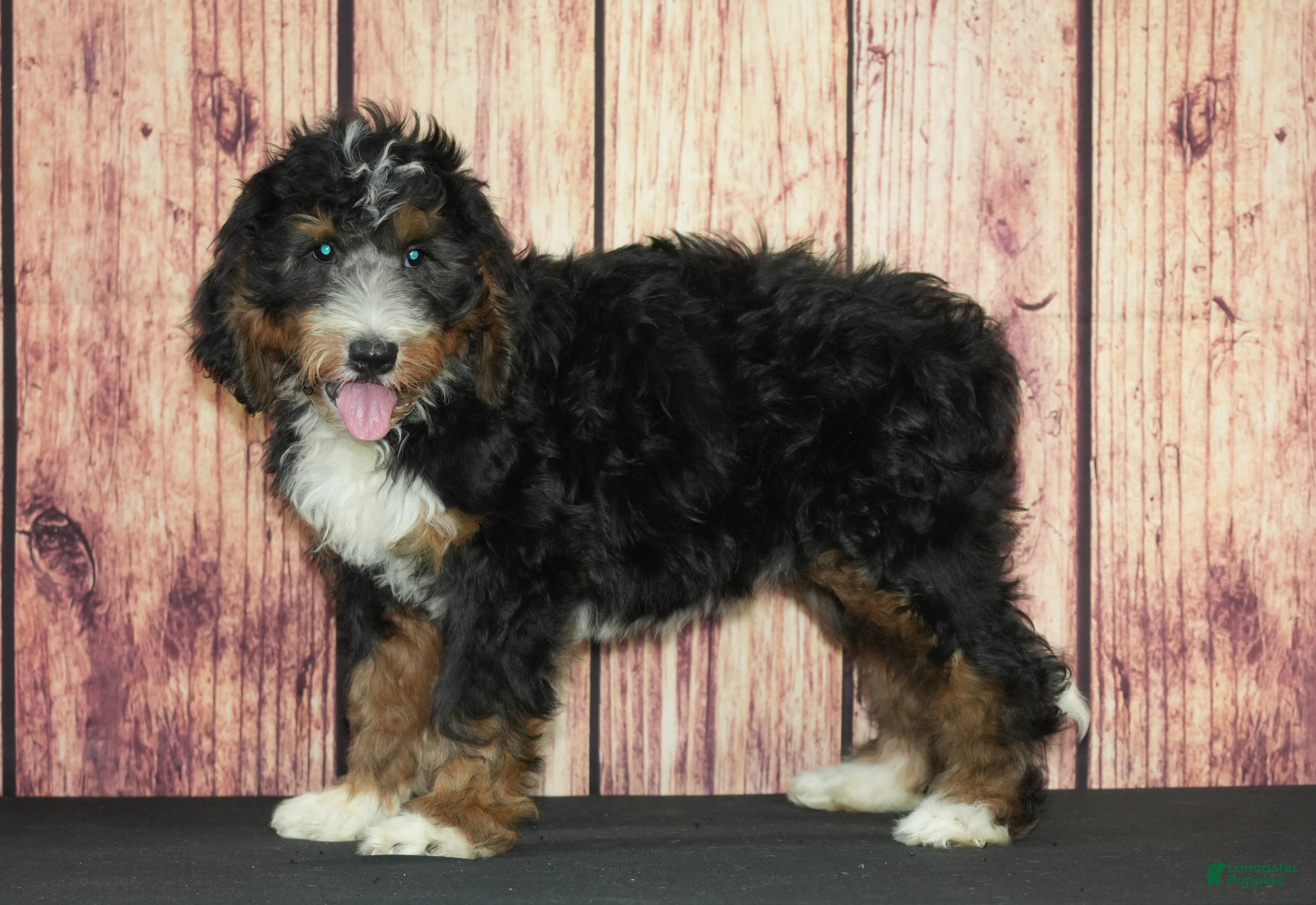 Bernedoodle dogs Bonnie F1 - Ad 27