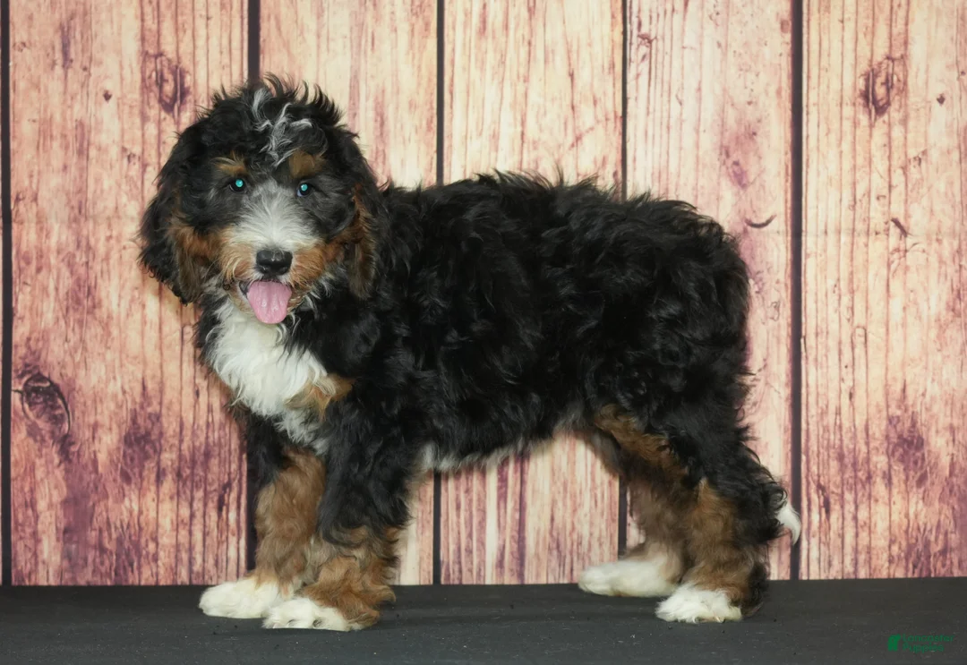 Bernedoodle dogs for sale: Bonnie F1 - Ad 1