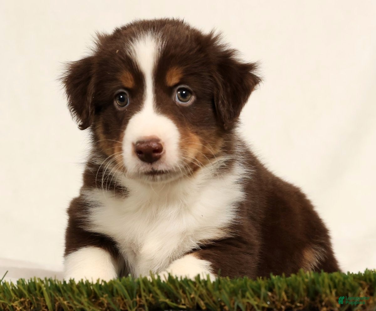 Miniature Australian Shepherd dogs Dallas - Ad 23