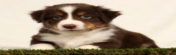 Miniature Australian Shepherd dogs for sale: Dallas - Ad 1