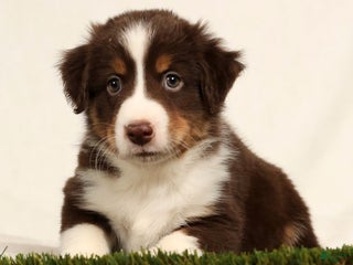Miniature Australian Shepherd dogs Dallas - Ad 12