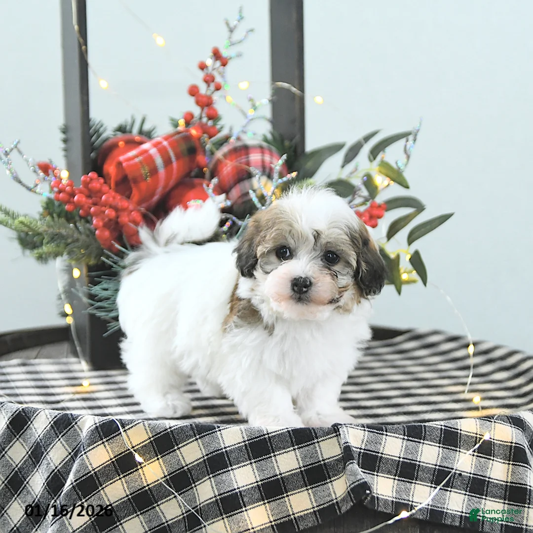 Havapoo dogs for sale: Enzo - Ad 8