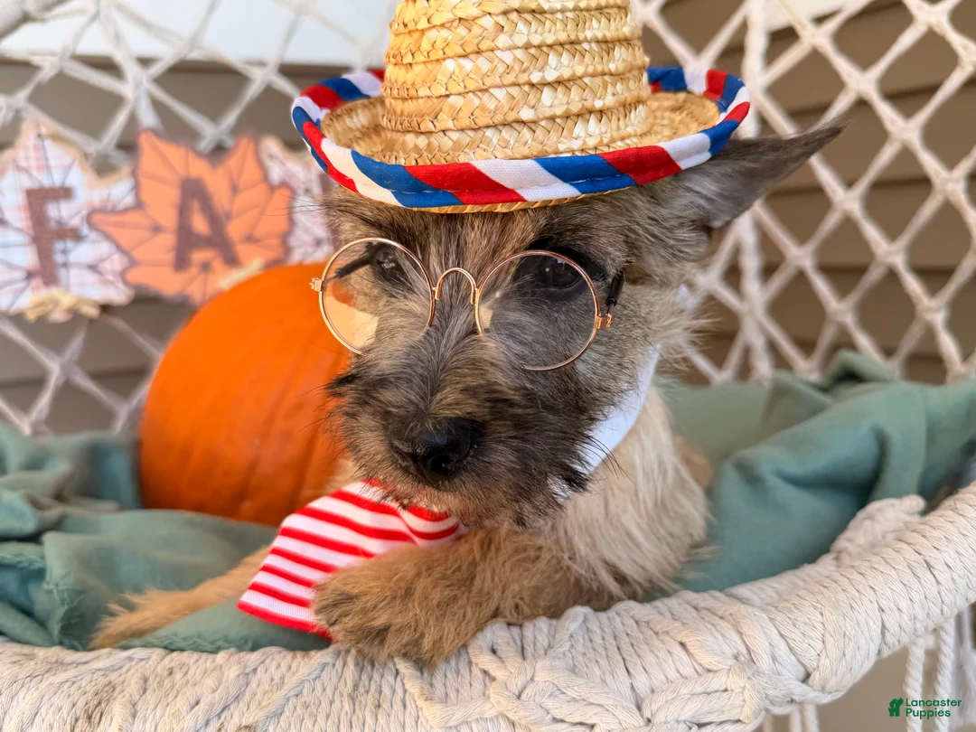 Cairn Terrier dogs for sale: Jimmy  - Ad 2