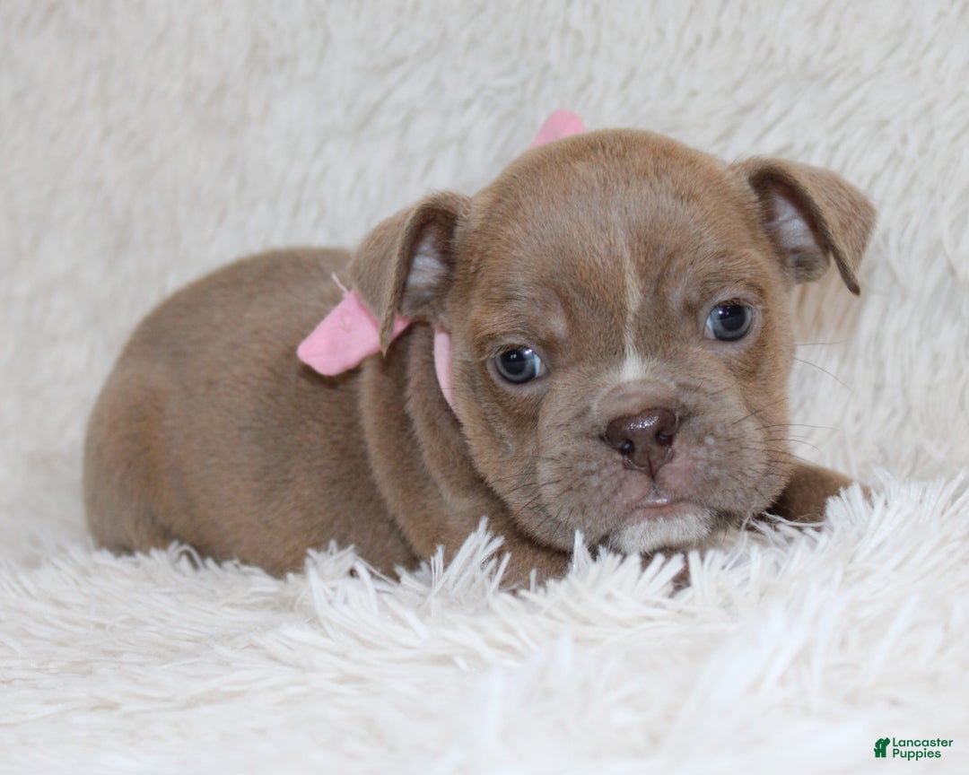 English Bulldog dogs for sale: Poppy - Ad 4