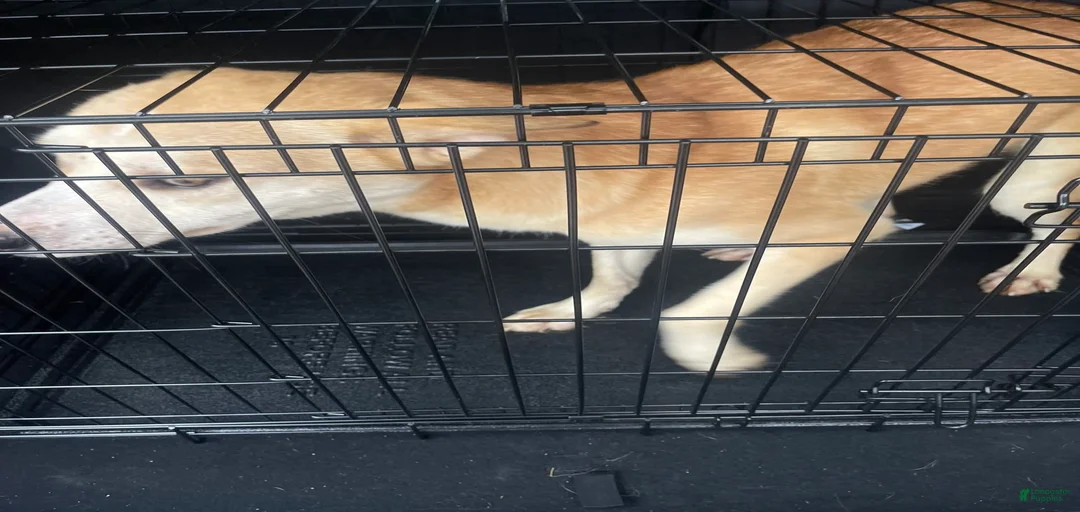 Gallery Image {{count}}