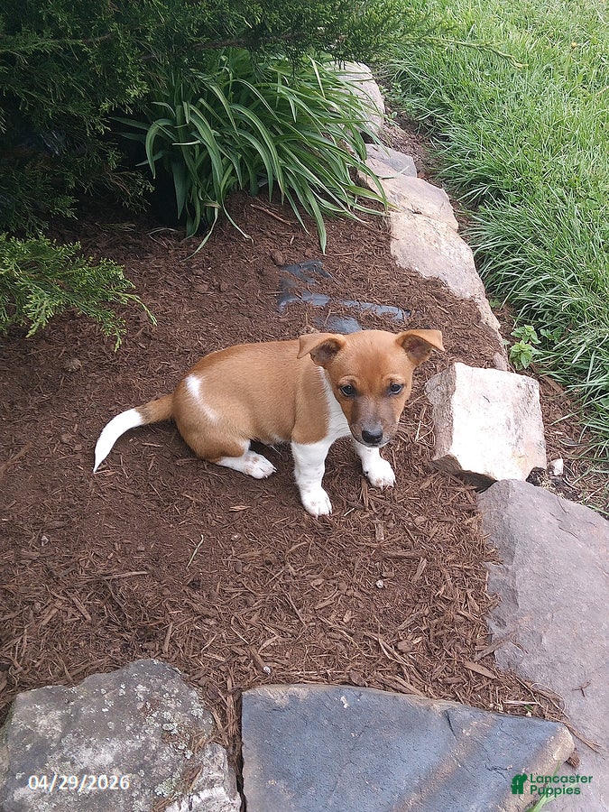Jack Russell Terrier dogs Hank - Ad 2