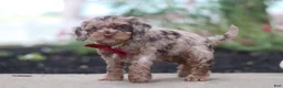 Cockapoo dogs for sale: Kobe - Ad 4