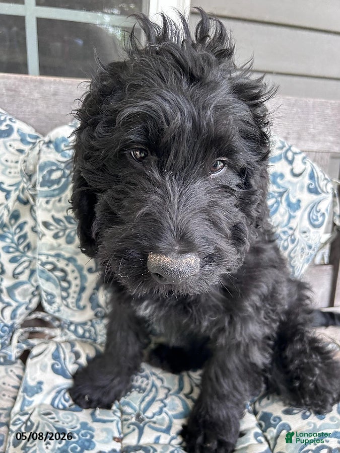 Labradoodle dogs for sale: Ralph - Ad 2