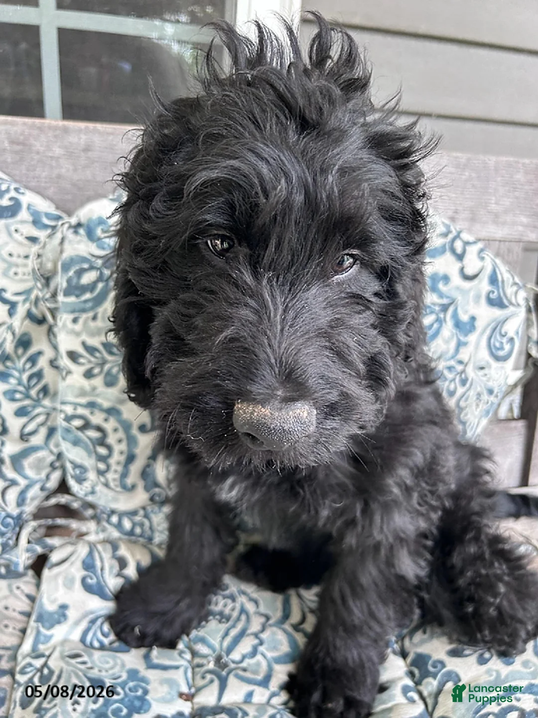 Labradoodle dogs for sale: Ralph - Ad 1