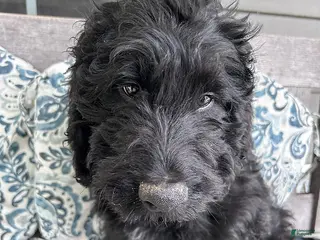 Labradoodle dogs for sale: Ralph - Ad 2