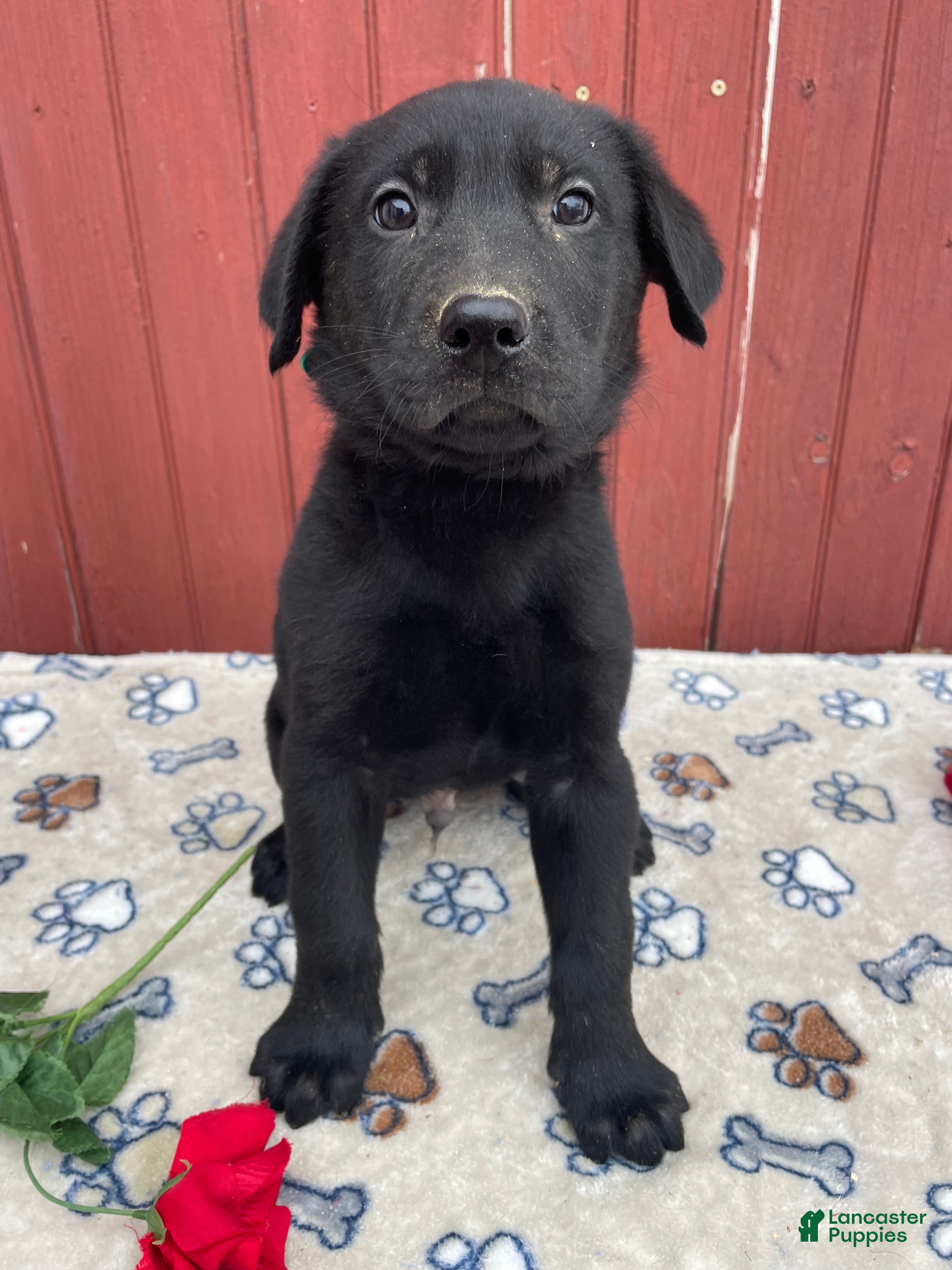 Sheprador dogs Victor - Ad 4