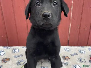 Sheprador dogs Victor - Ad 4