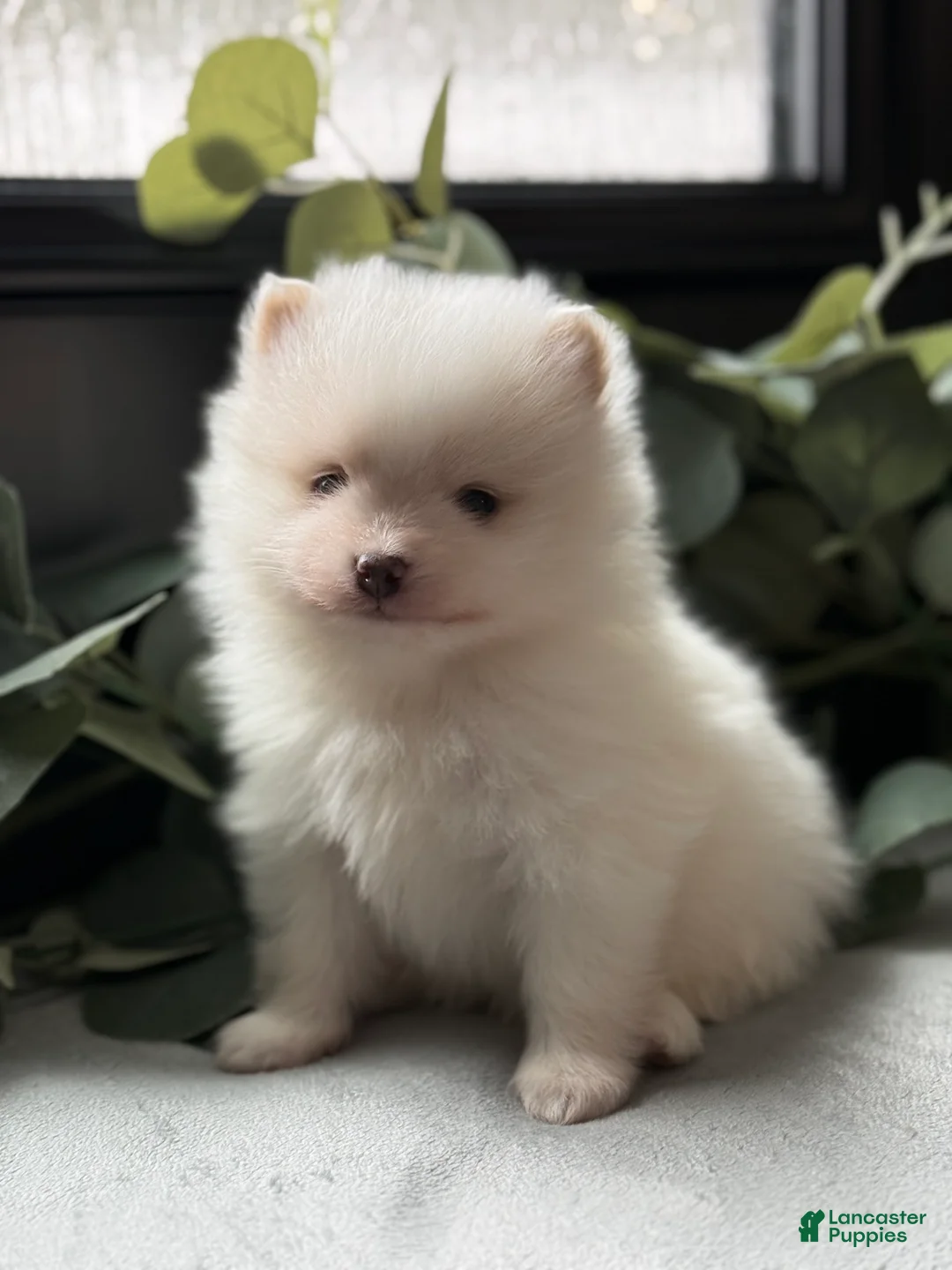 Pomeranian dogs for sale: Max - Ad 1