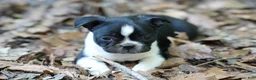 Boston Terrier dogs for sale: Perfect - Ad 6
