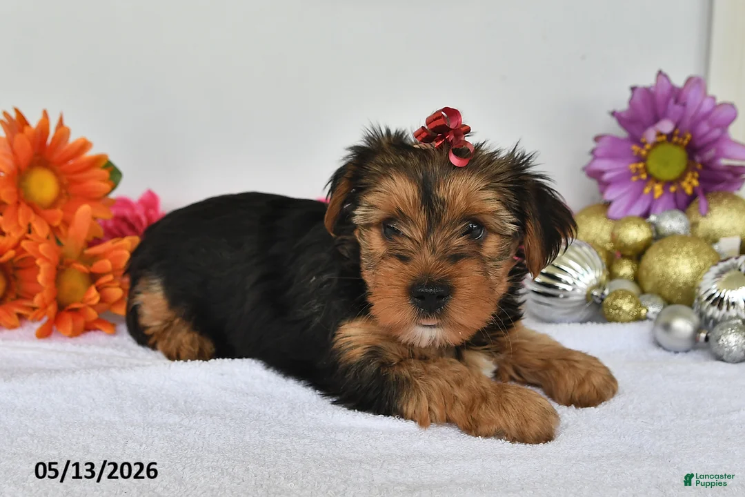 Yorkshire Terrier dogs for sale: Abigail - Ad 2