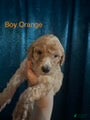 Australian Labradoodle dogs Orange Boy - Ad 1