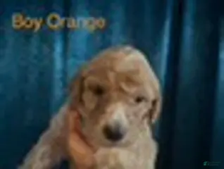 Australian Labradoodle dogs for sale: Orange Boy - Ad 4