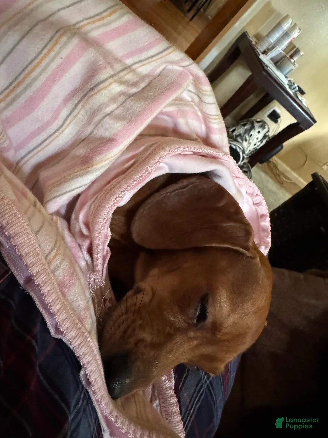 Chiweenie dogs for sale: Chiweenie Puppy 1 - Ad 8