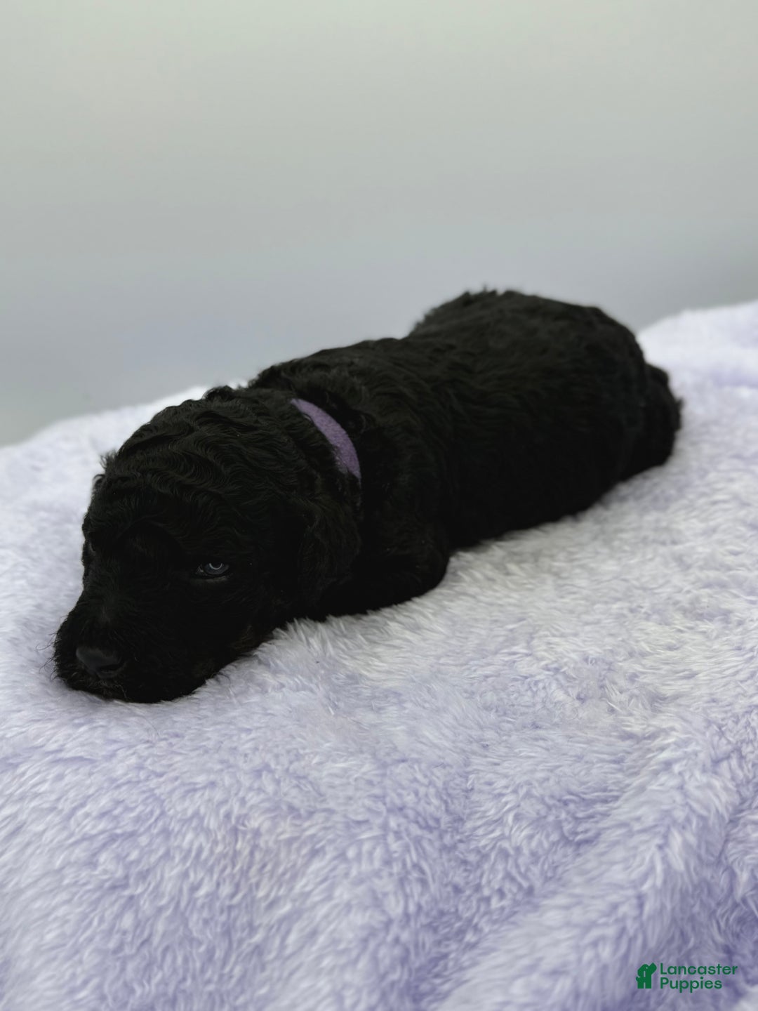 Standard Poodle dogs for sale: Elm - Ad 9