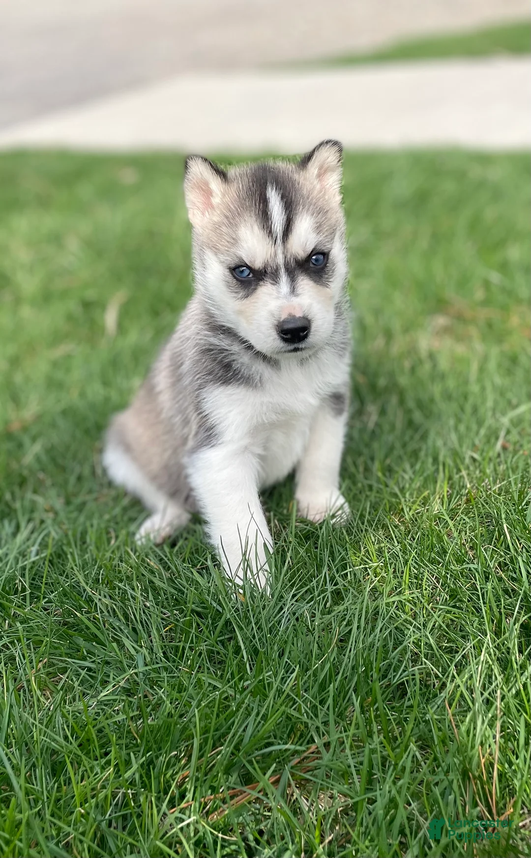 Gerberian Shepsky dogs for sale: Zeus - Ad 1