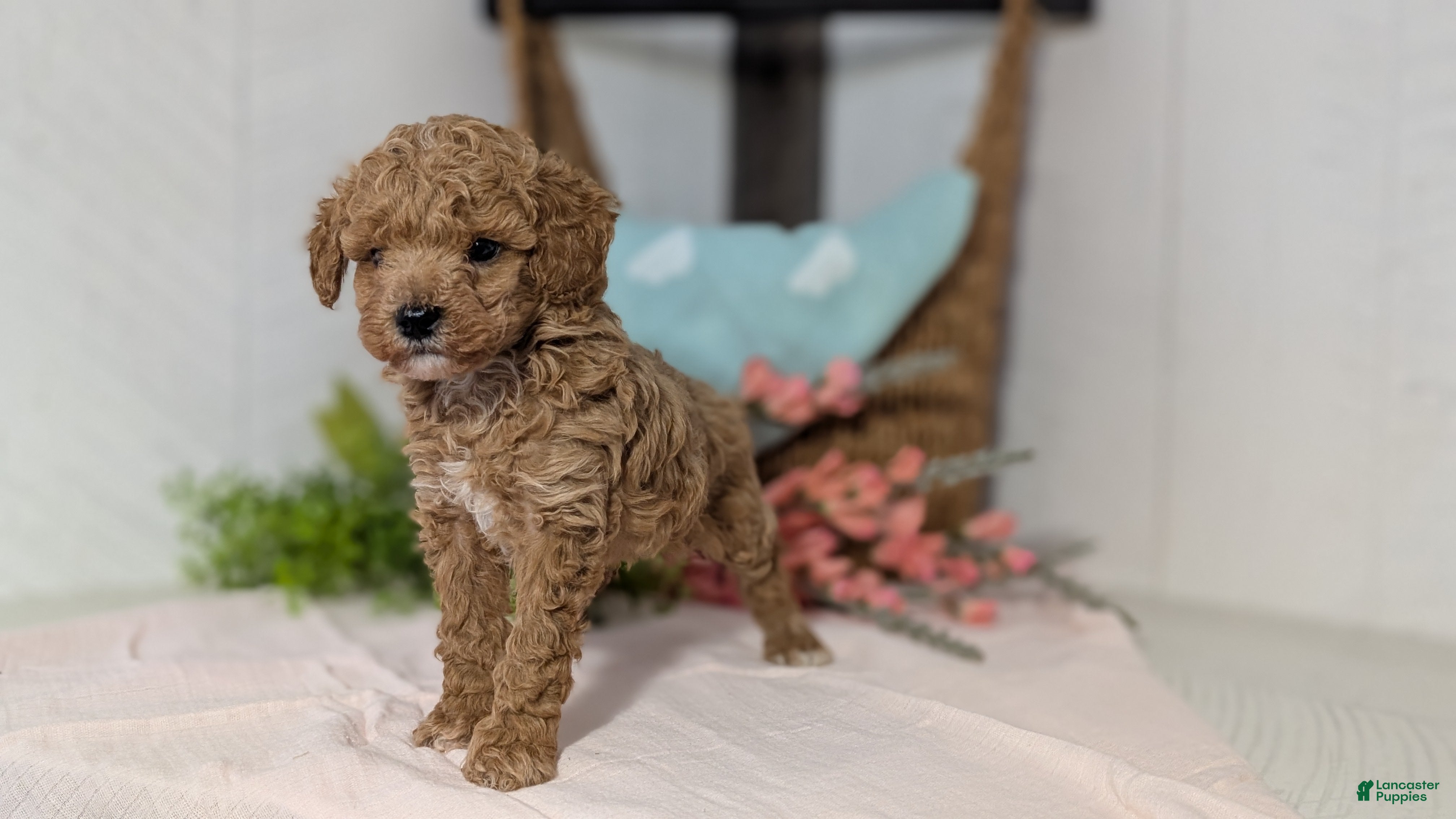 Miniature Poodle dogs Zion - Ad 2