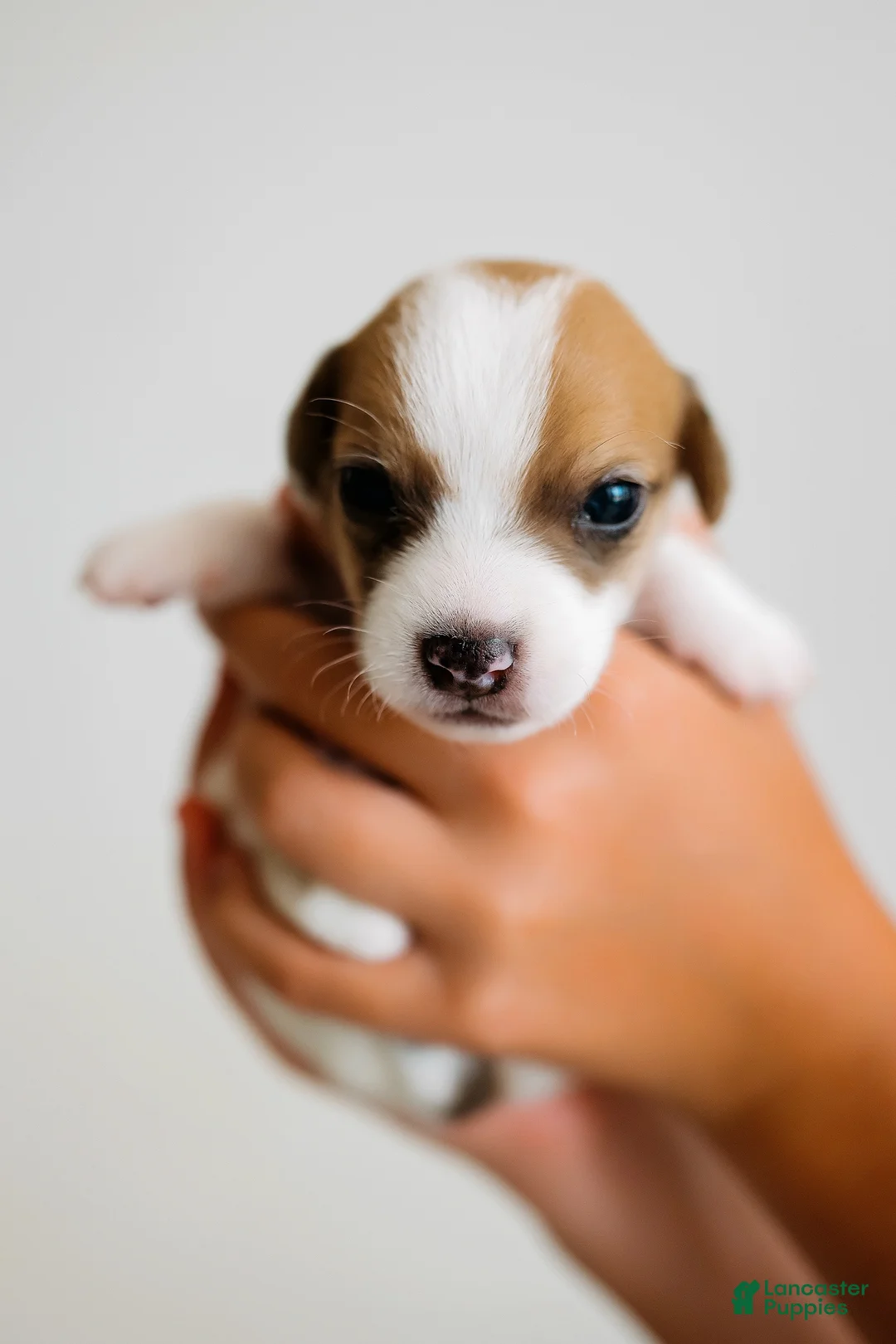Jack Russell Terrier dogs for sale: Jack Russell Terrier 5 - Ad 1