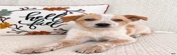 Australian Cattle Dog dogs for sale: Harley - Ad 5