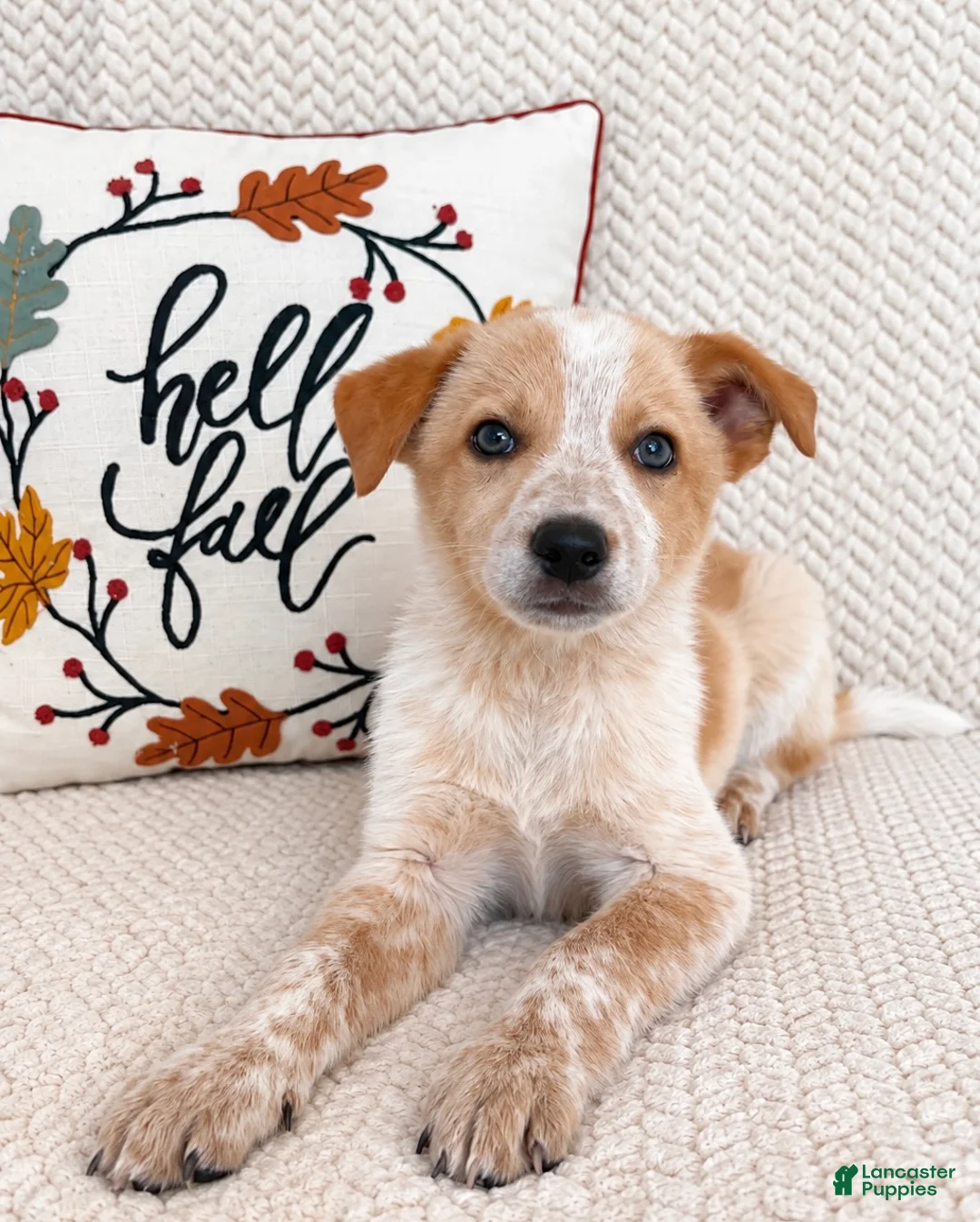 Australian Cattle Dog dogs for sale: Harley - Ad 5