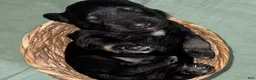Miniature Schnauzer dogs for sale: Zeus - Ad 1